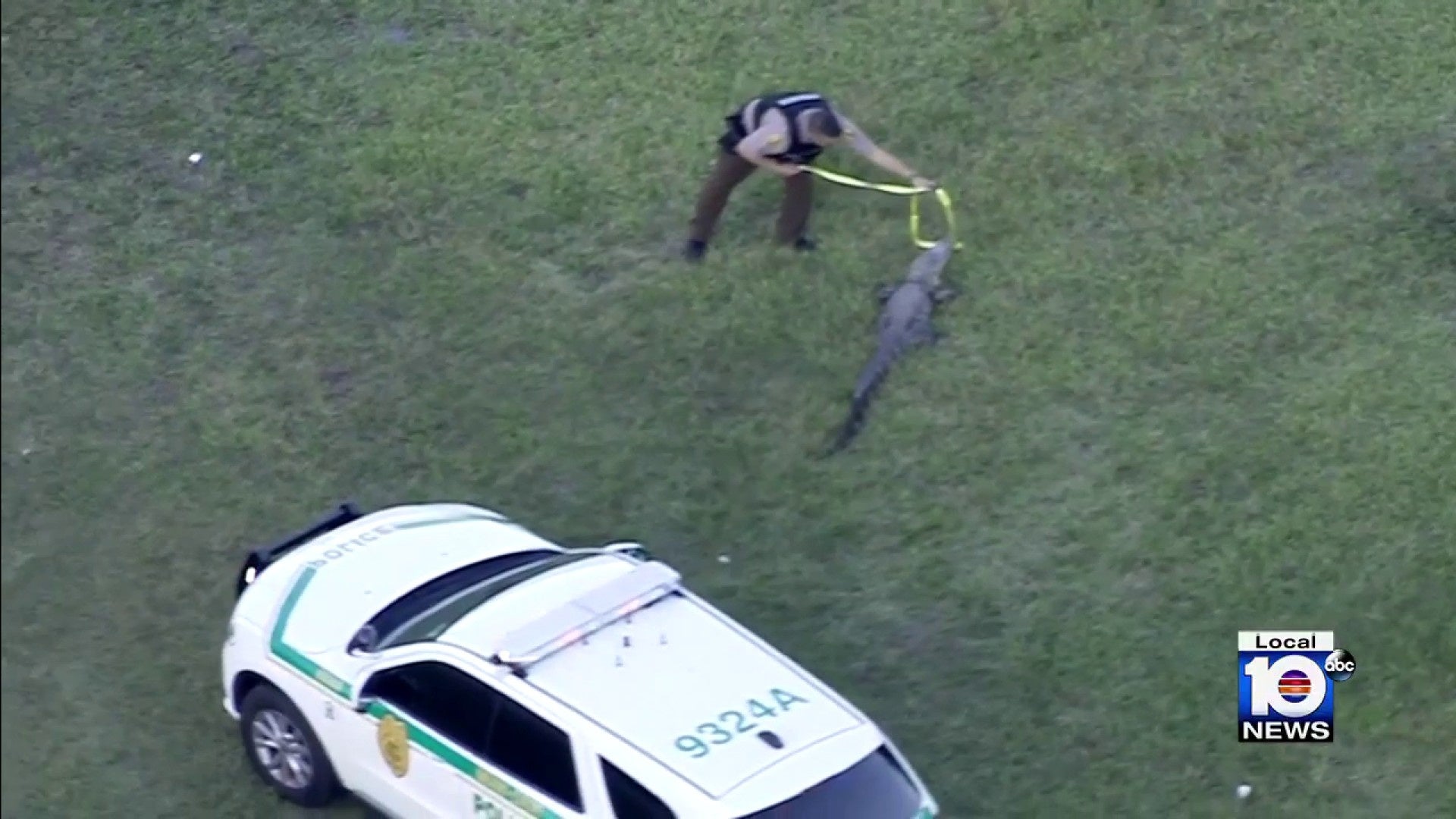 Wild gator trapped by Miami-Dade officer with rope, lots of courage