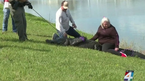 On camera, 85-year-old Florida woman killed by alligator while trying to  protect her dog