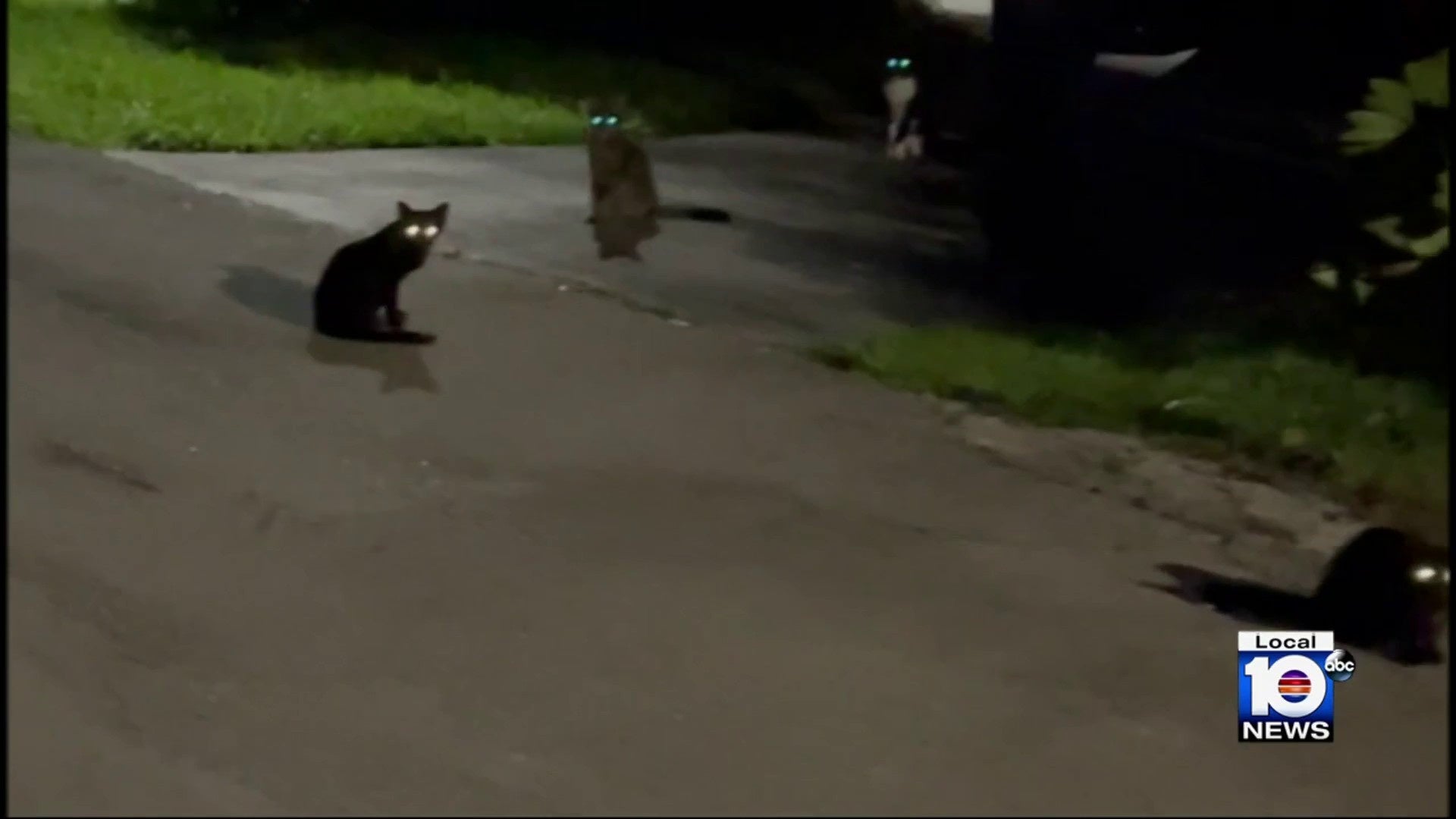 Stray cats will be removed from historic Puerto Rico fort