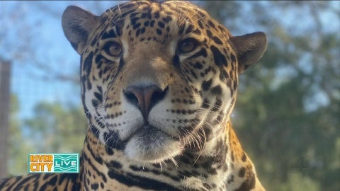 Meet Tank the Jaguar from Single Vision Inc.