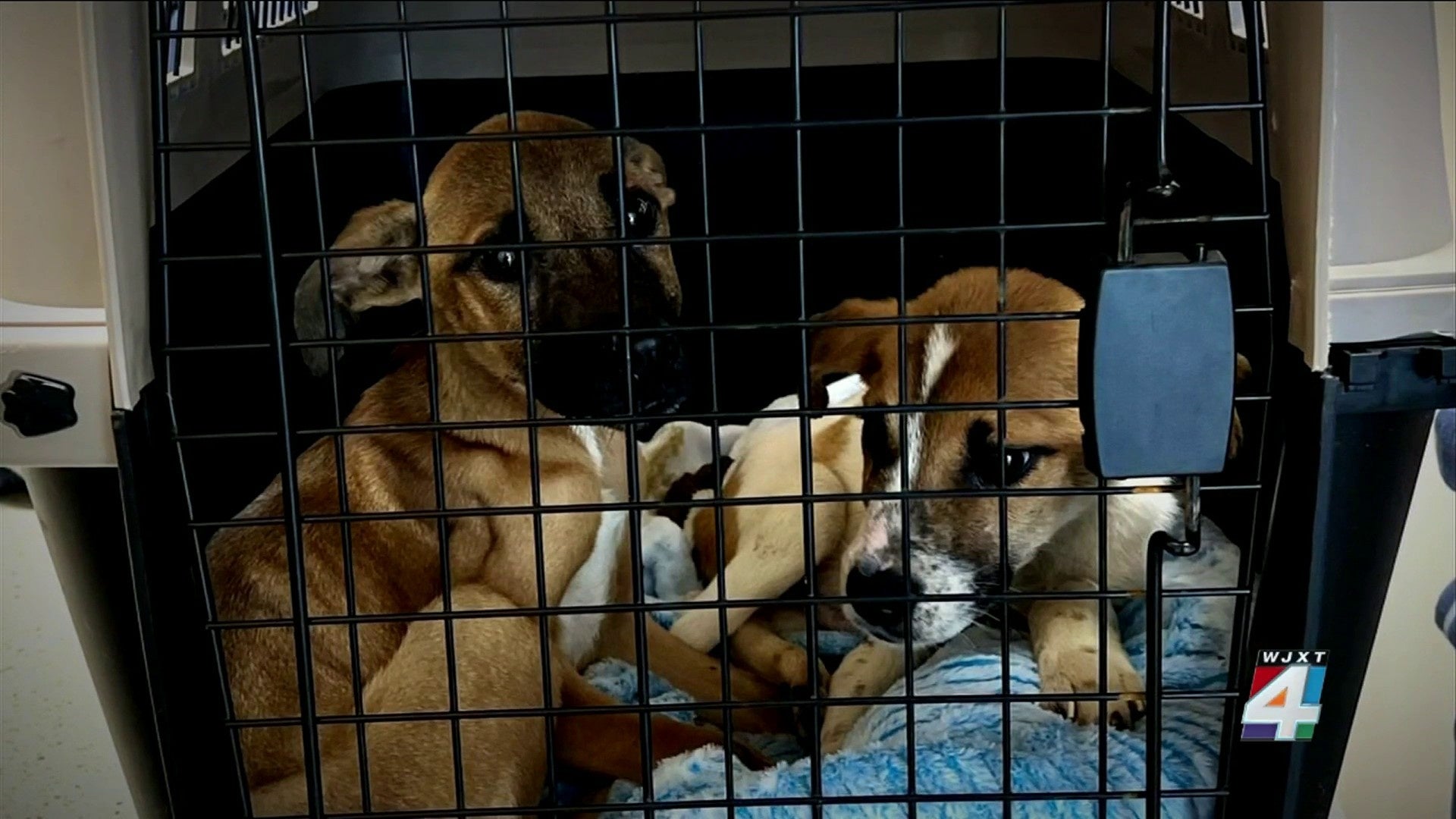 Why Is My Dog Suddenly Crying In Her Crate At Night? Puppy In Training