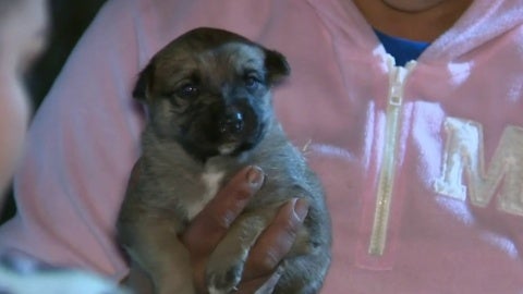 Houston organization helps pet owners protect their animals ahead of Texas freeze Houston organization helps pet owners protect their animals ahead of Texas freeze