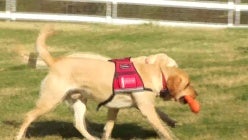 Saint Francis Service Dogs Summer 2022 Newsletter by