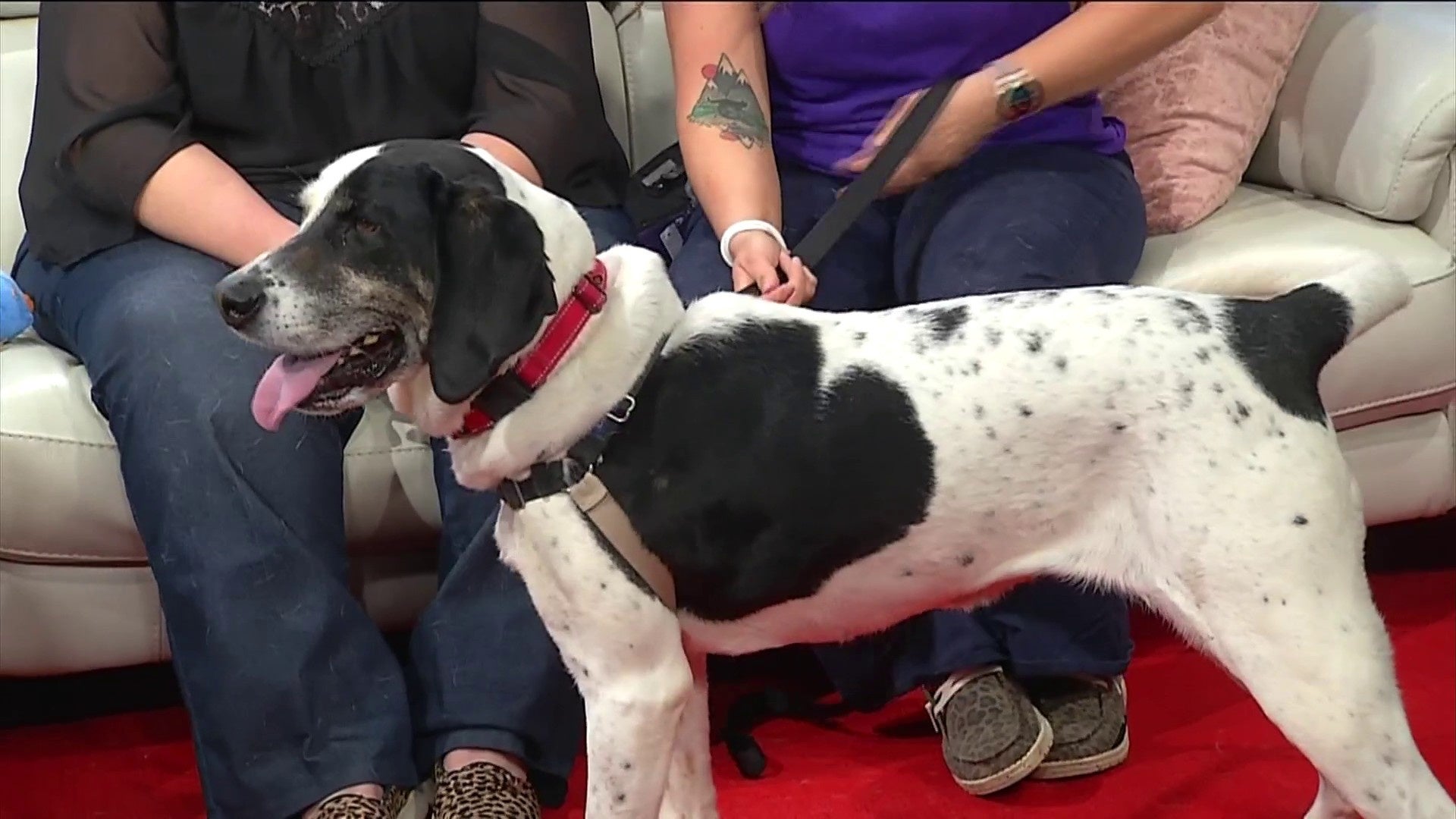 Can Dogs Catch The Flu From Humans 2018