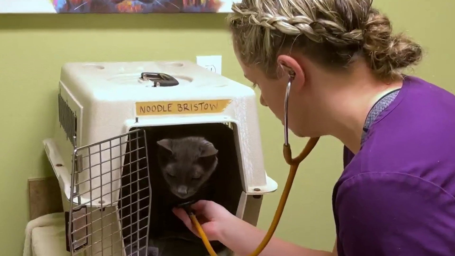 Ripple effect of veterinarian shortage causing delays in appointments